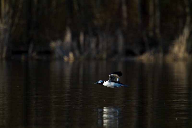 Bufflehead In Flight